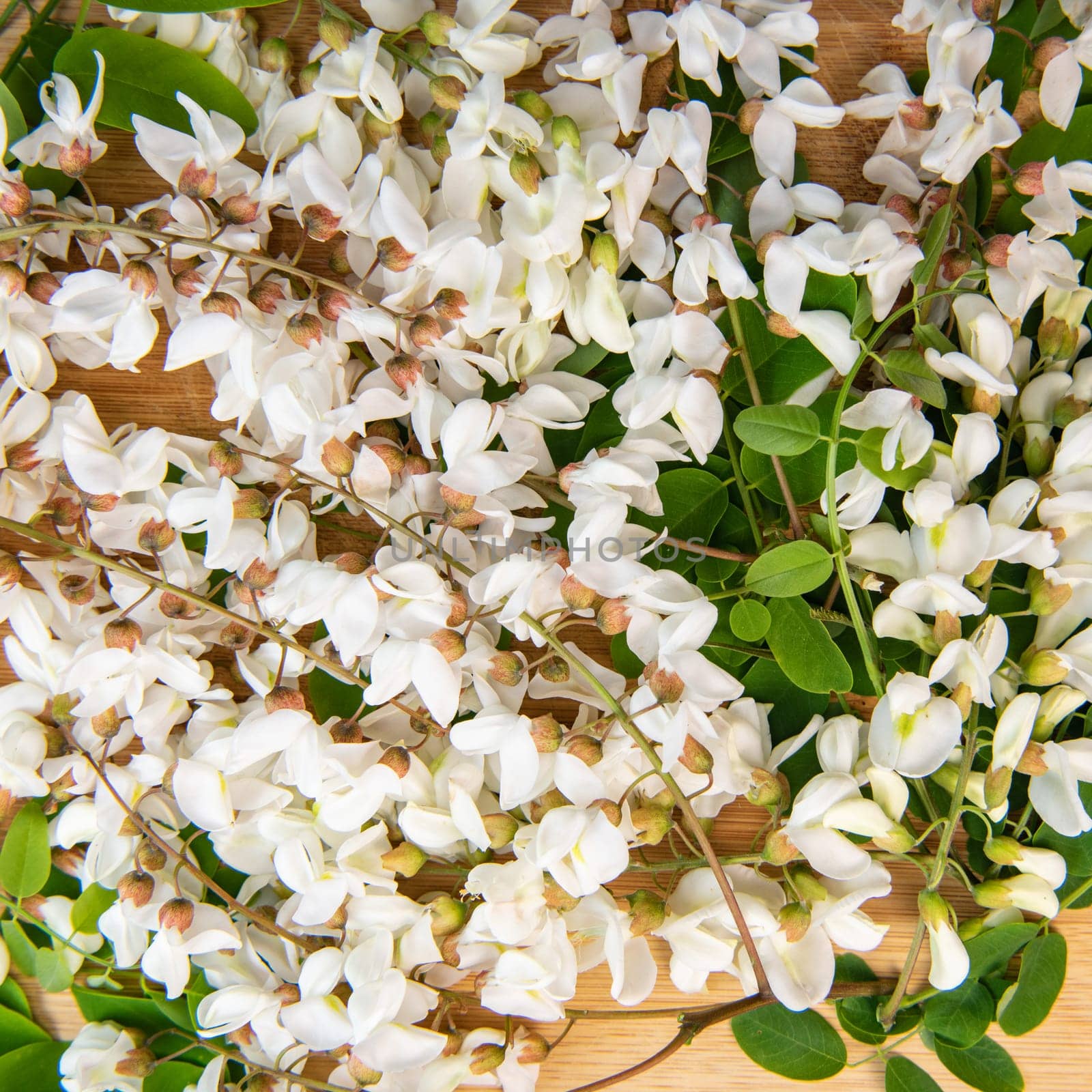 Blossoming acacia with leafs isolated on wood background, Acacia flowers, Robinia pseudoacacia, White acacia, High quality photo