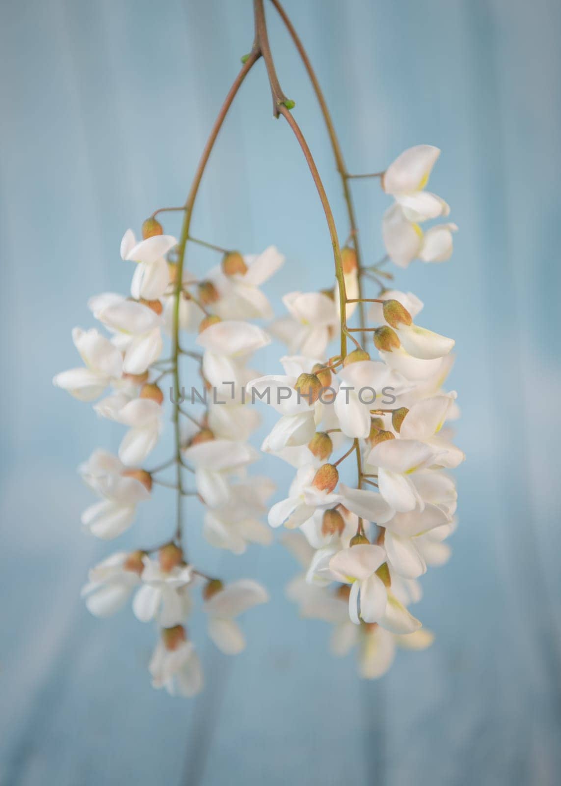 Blossoming acacia with leafs isolated on blue background, Acacia flowers, Robinia pseudoacacia, White acacia, High quality photo