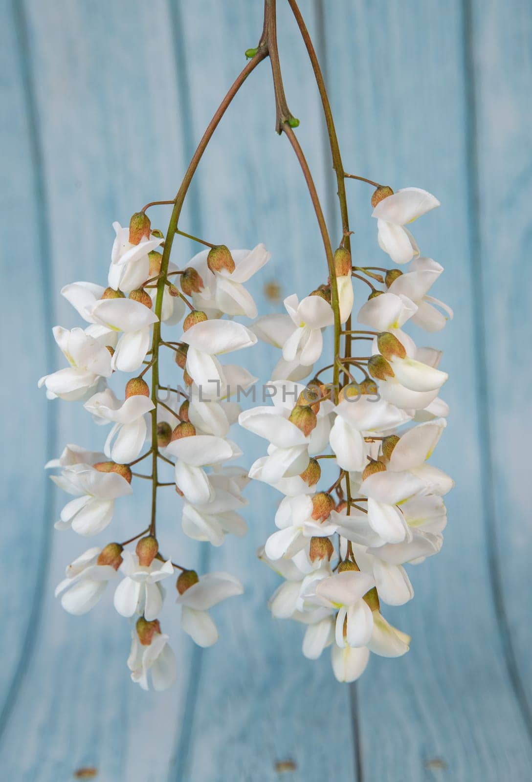 Blossoming acacia with leafs isolated on blue background, Acacia flowers, Robinia pseudoacacia, White acacia, High quality photo