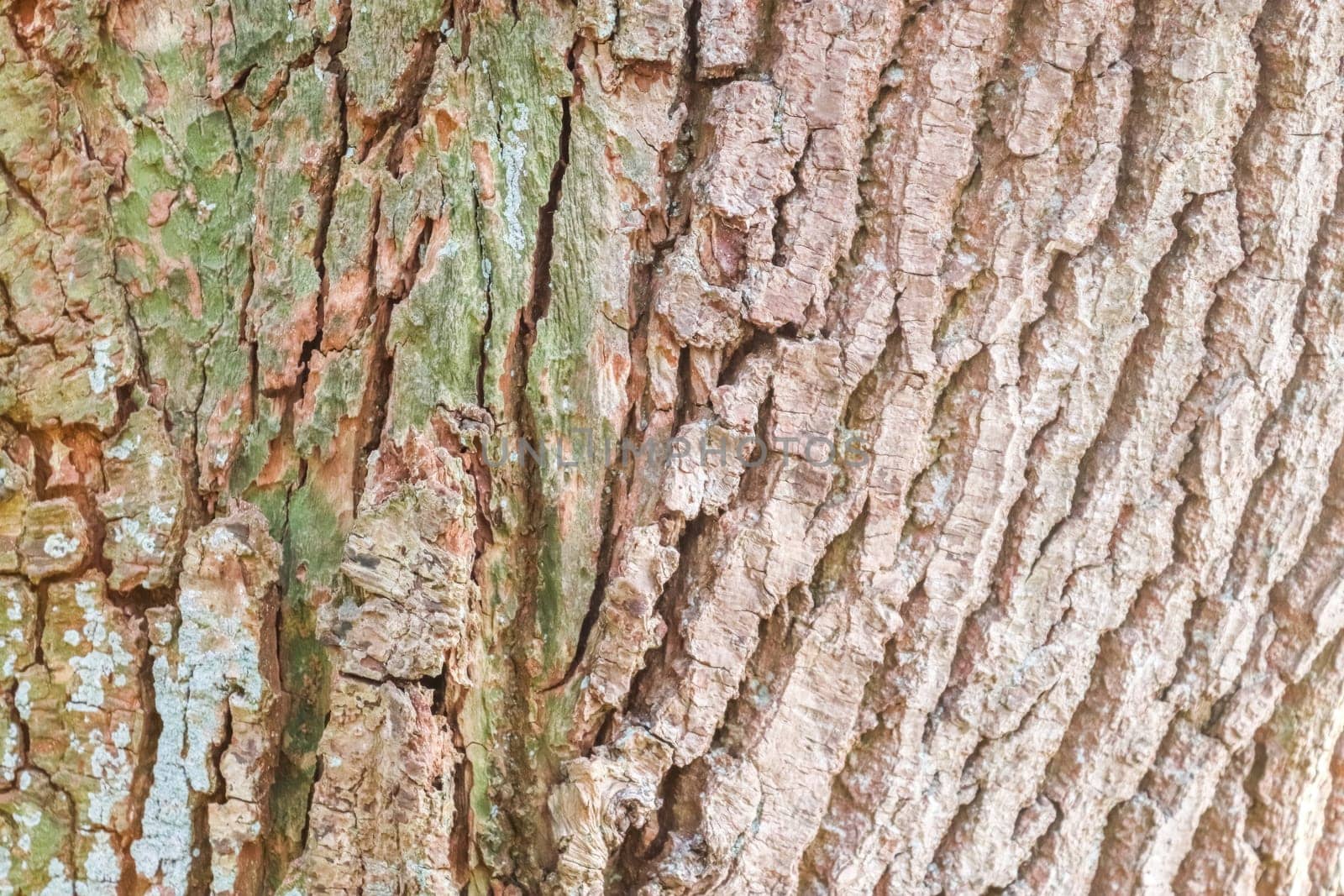 Close up view on very detailed tree bark texture in high resolution