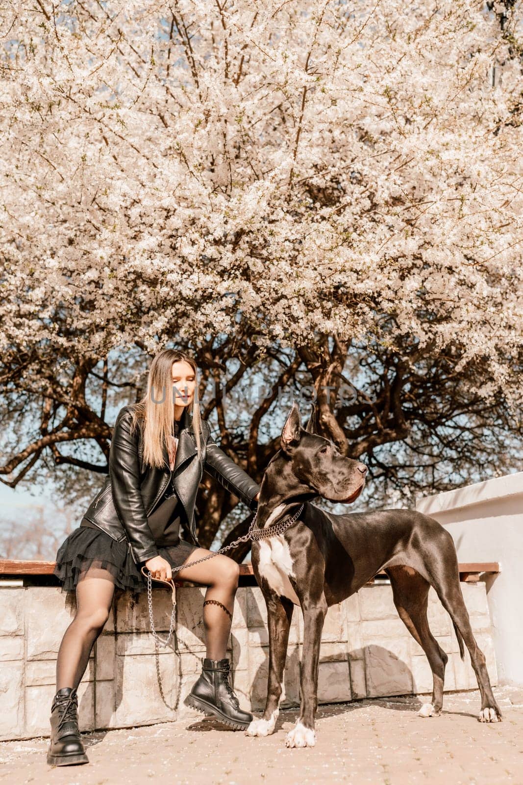 A woman walks with her Great Dane in an urban setting, enjoying the outdoors and the company of her dog