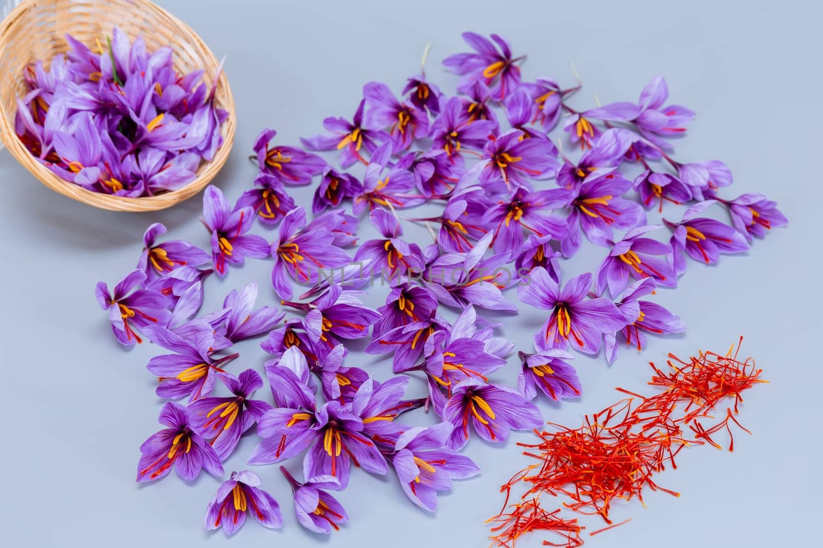 Crocuses and saffron stamens are lined up on a gray table. The saffron spice is used in cooking. Expensive spice.