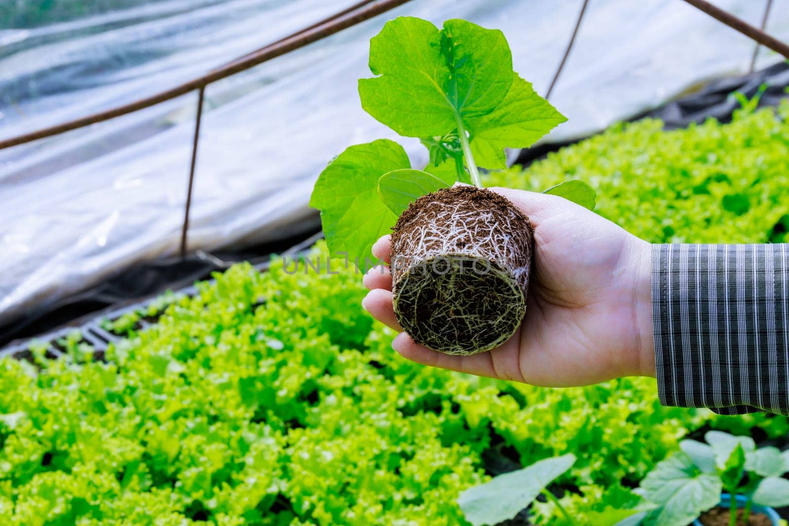 The farmer examines the root system of cucumber seedlings for the presence of diseases. Growing healthy cucumber seedlings. Agriculture.