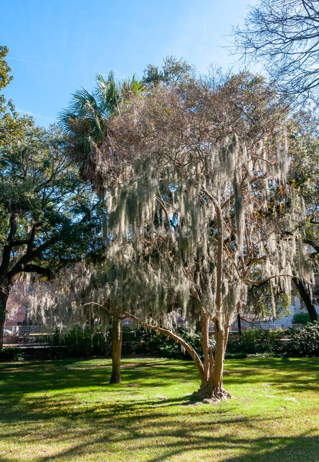 Spanish moss (Tillandsia usneoides) is an epiphytic flowering plant, growing on a tree in the park