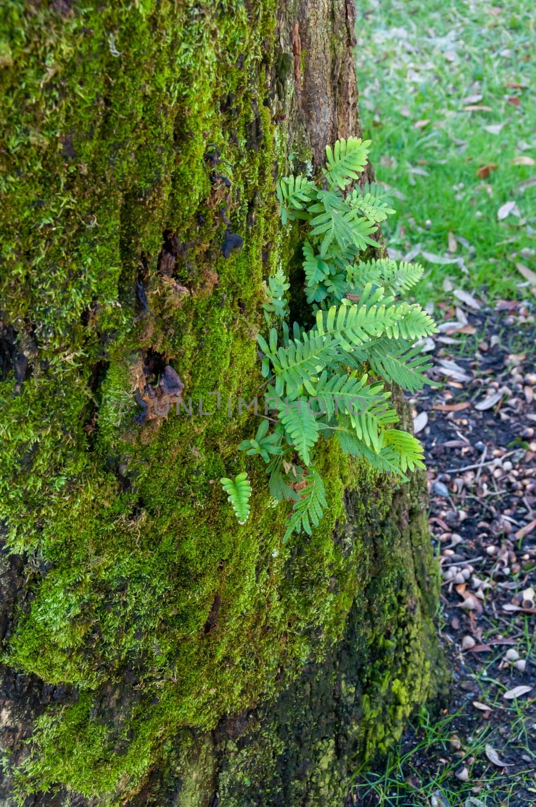 Ferns grow on a moss-covered tree in the park, Georgia