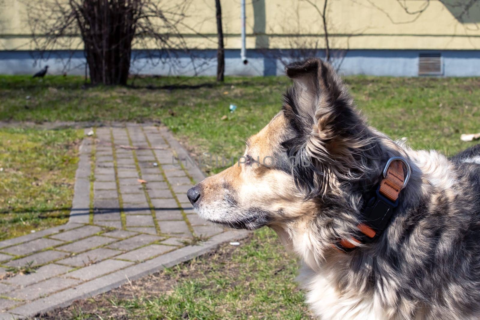 Fluffy gray dog standing on the sidewalk close up