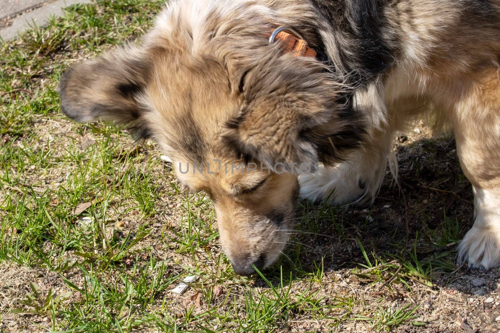 Shaggy gray dog sniffing grass close up in summer