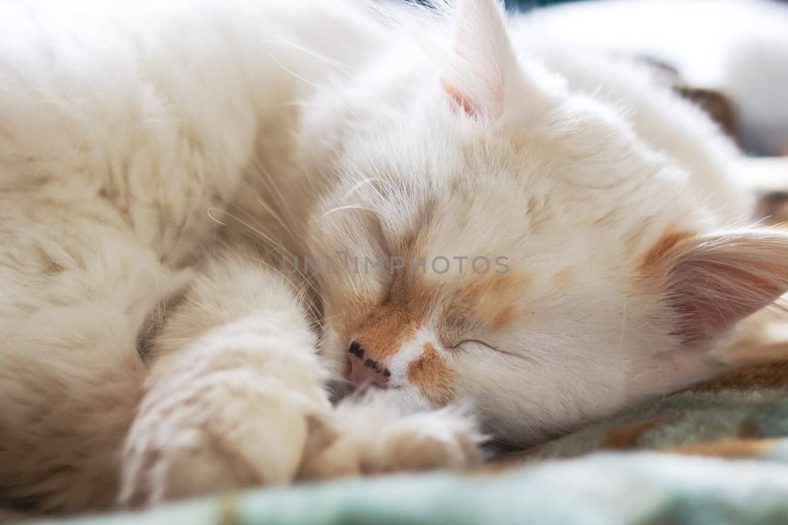 Cute white cat sleeping, close up portrait by Vera1703