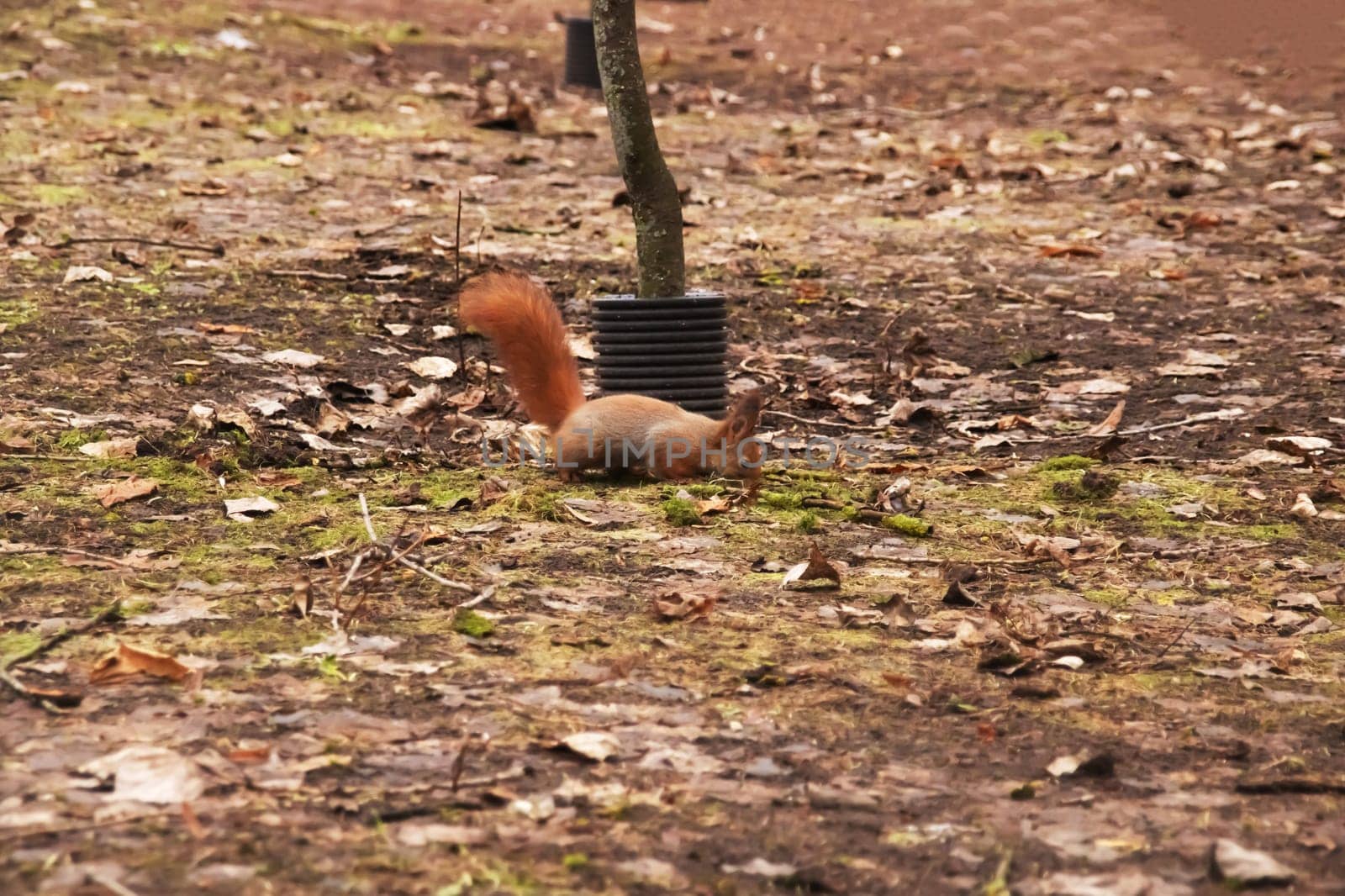 Fluffy squirrel on yellow autumn grass close up