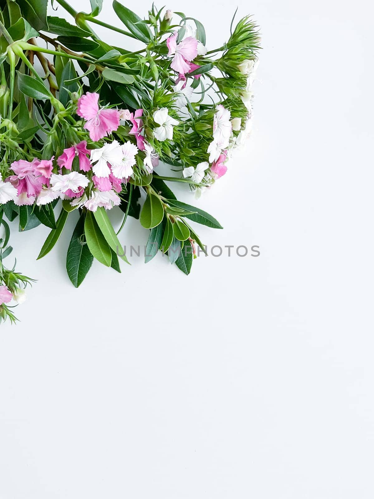 japanese dianthus and laurel leaves. floral frame by Lunnica