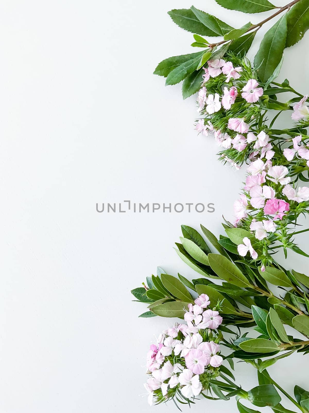 dianthus japonica and laurel leaves. floral frame by Lunnica