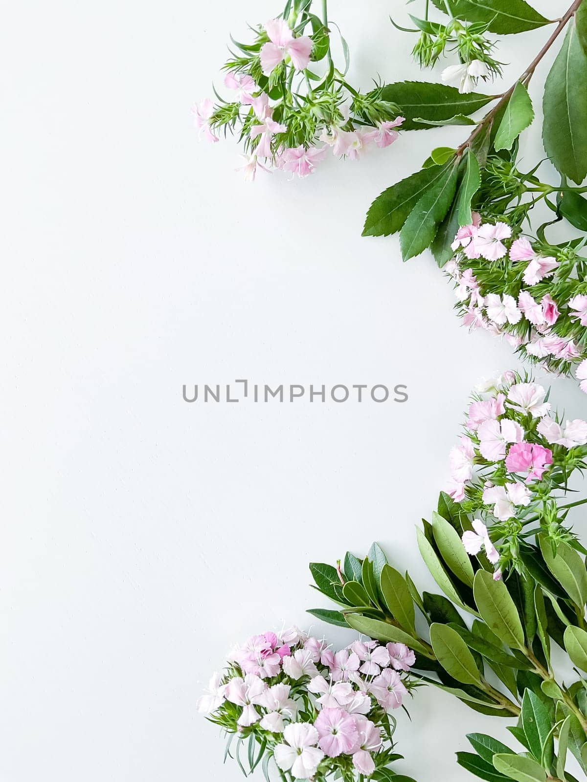 dianthus japonica and laurel leaves. floral frame with empty space for text or inscription. spring postcard