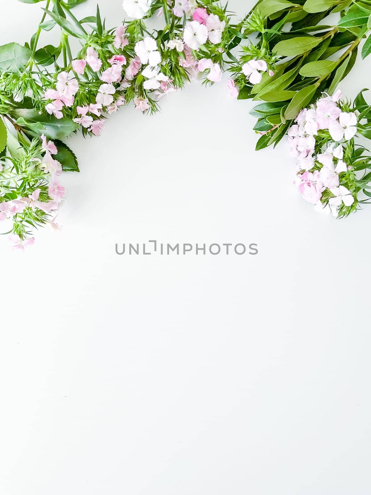 dianthus japonica and laurel leaves. floral frame with empty space for text or inscription. spring postcard