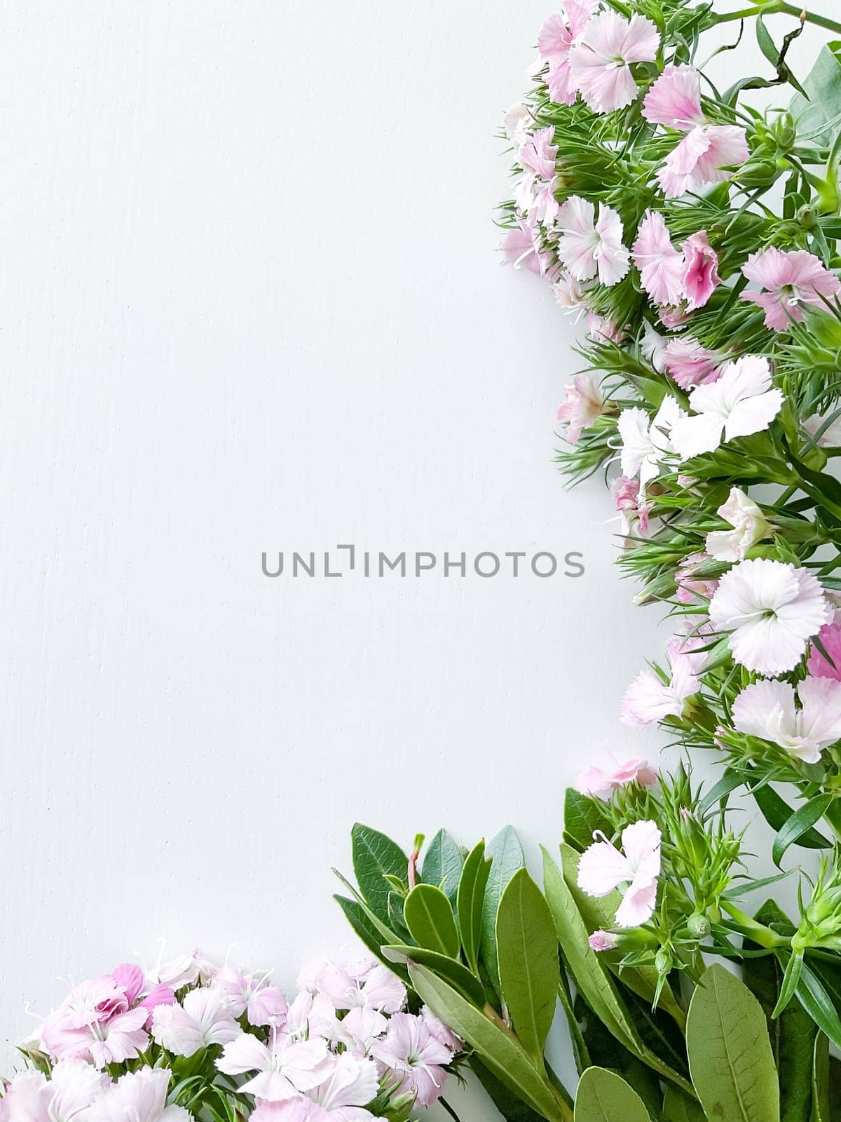 dianthus japonica and laurel leaves. floral frame with empty space for text or inscription. spring postcard