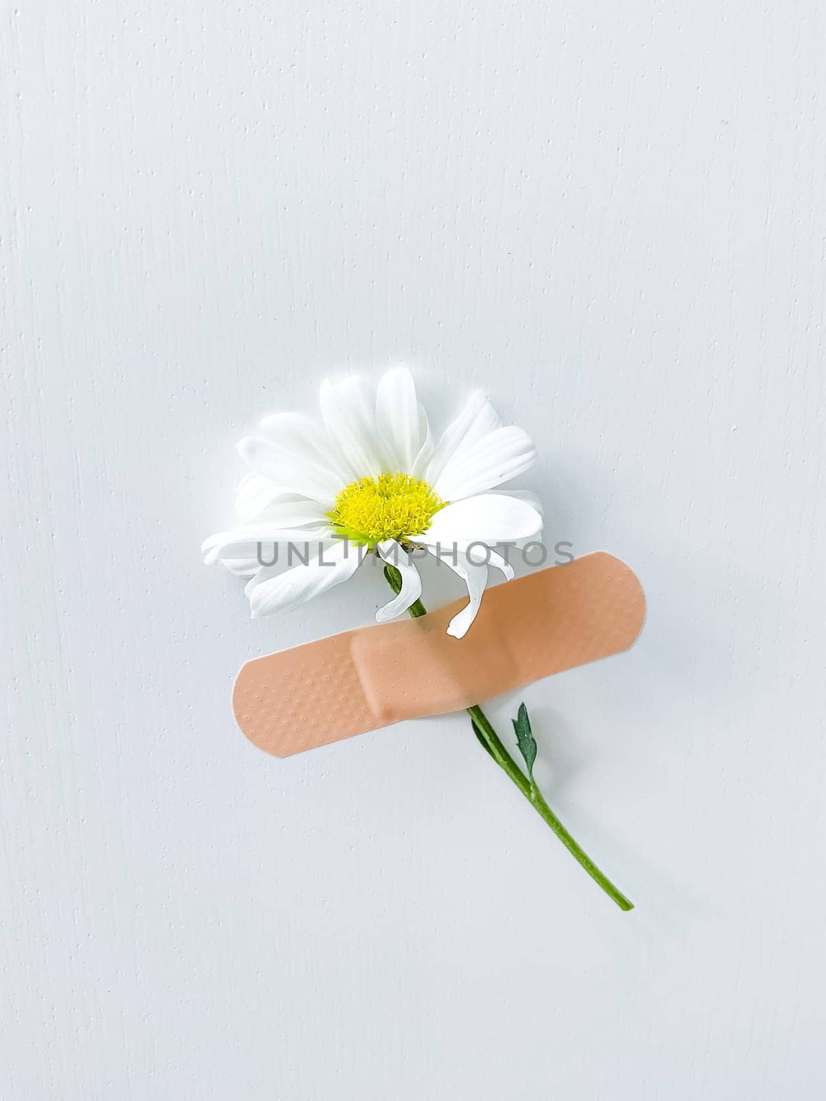 Beautiful chamomile flower with band-aid on white by Lunnica
