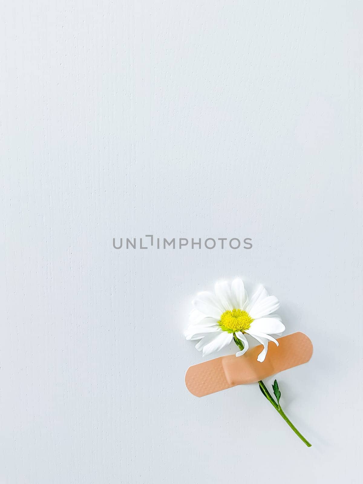 Beautiful chamomile flower with band-aid on white by Lunnica