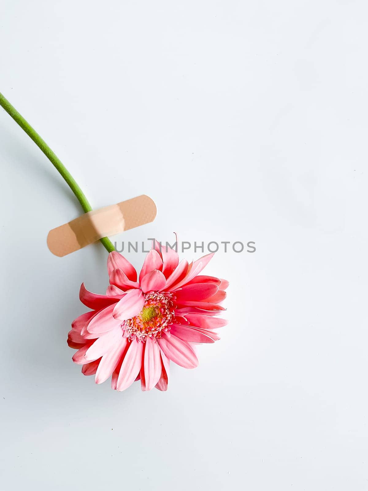 Pink gerbera with patch and empty space for inscription or text. isolated on white background.