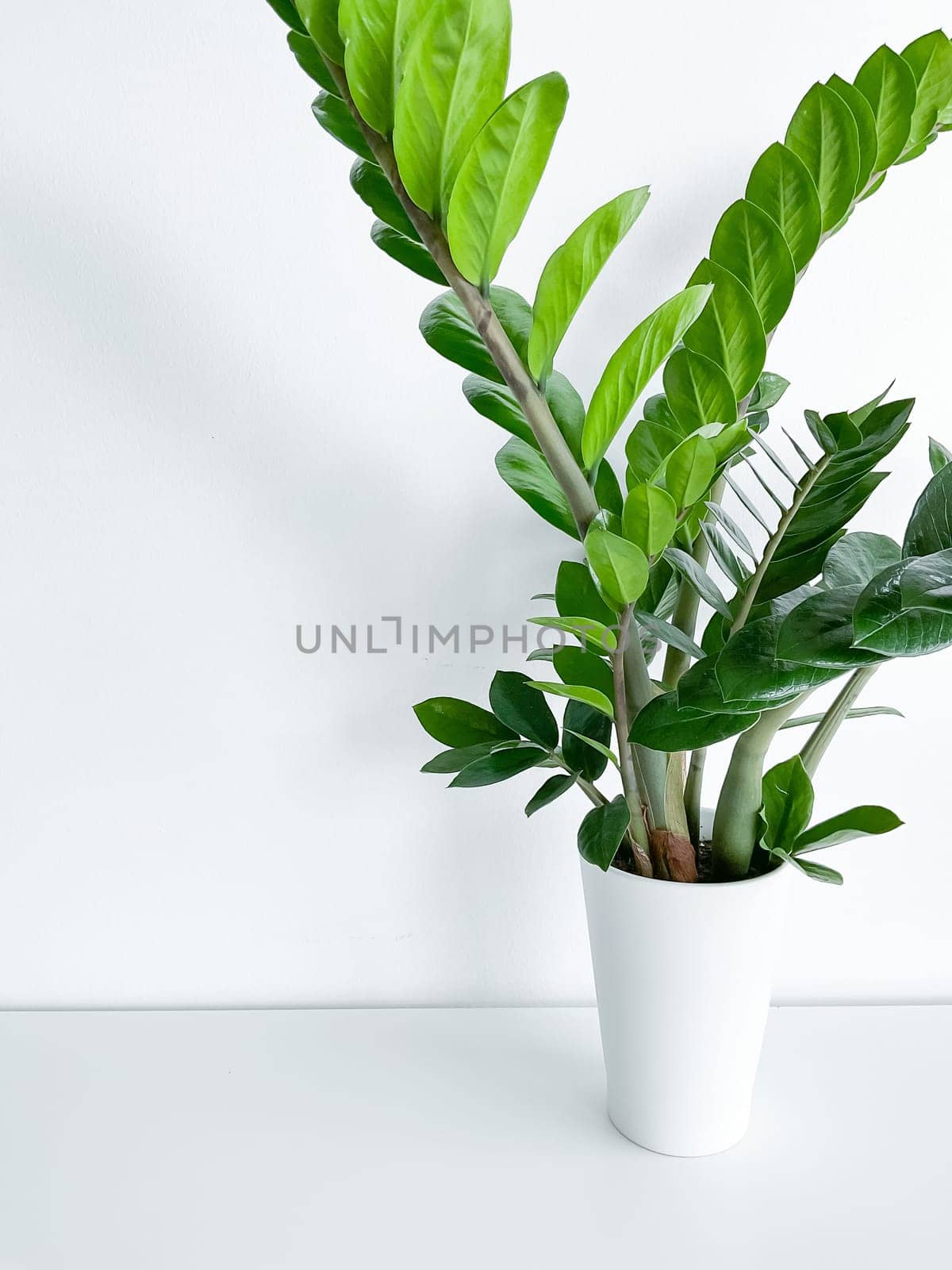 Zamioculcas Zamiifolia in a white pot isolated on a white background with space for text copyright and a crystal peeking out of the pot.