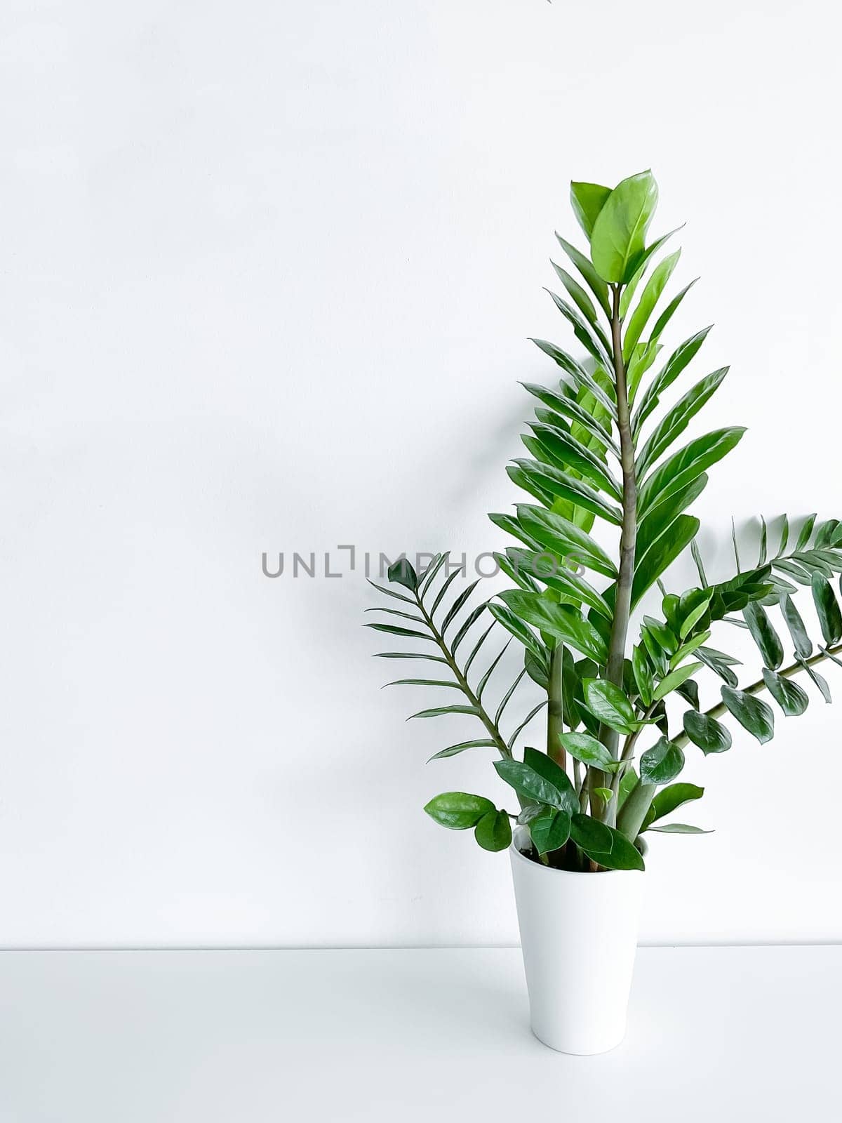 Zamioculcas Zamiifolia in a white pot isolated on a white background with space for text copyright and a crystal peeking out of the pot.