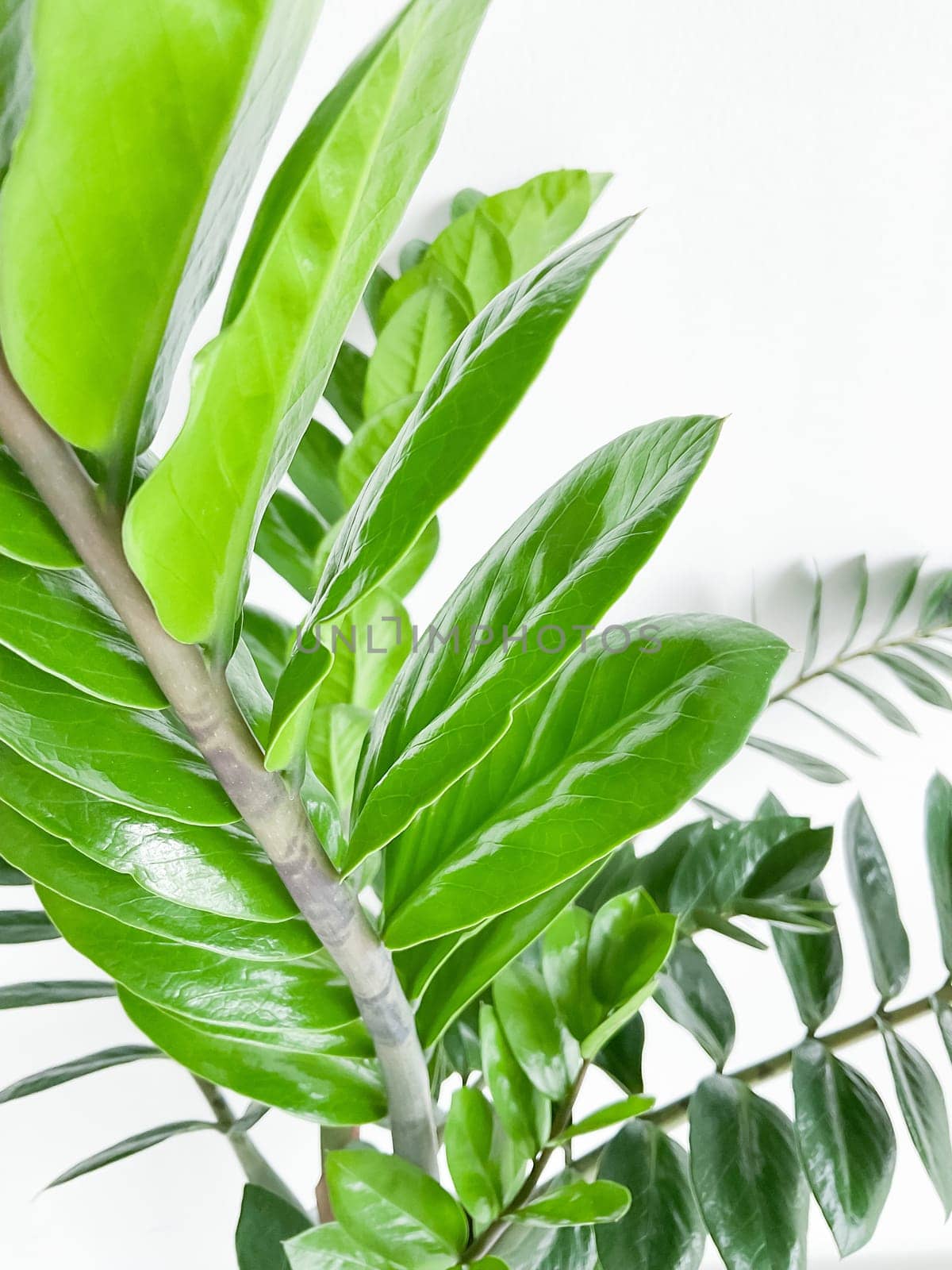 Zamioculcas zamifolia - dollar tree. Jewel of Zanzibar The tree is said to be auspicious. Suitable for decorating your home and office.