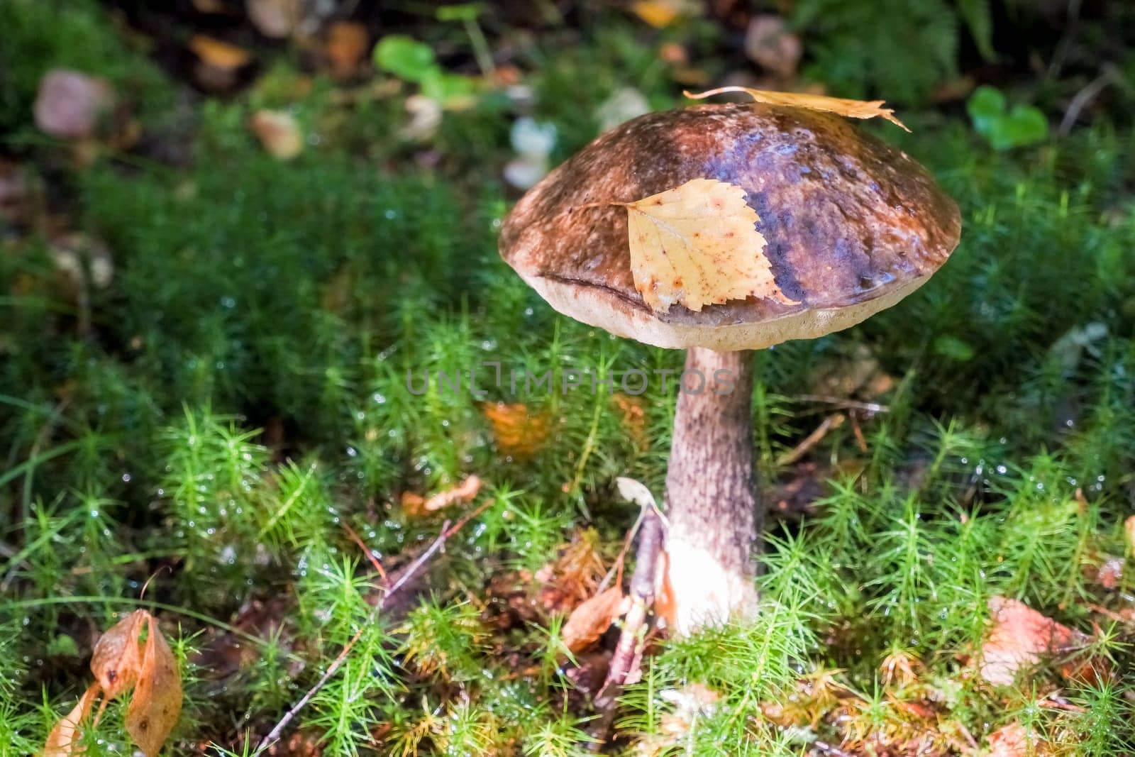 Autumn mushrooms . The search for mushrooms in the wood. It is vegetarian and vegan diet food.