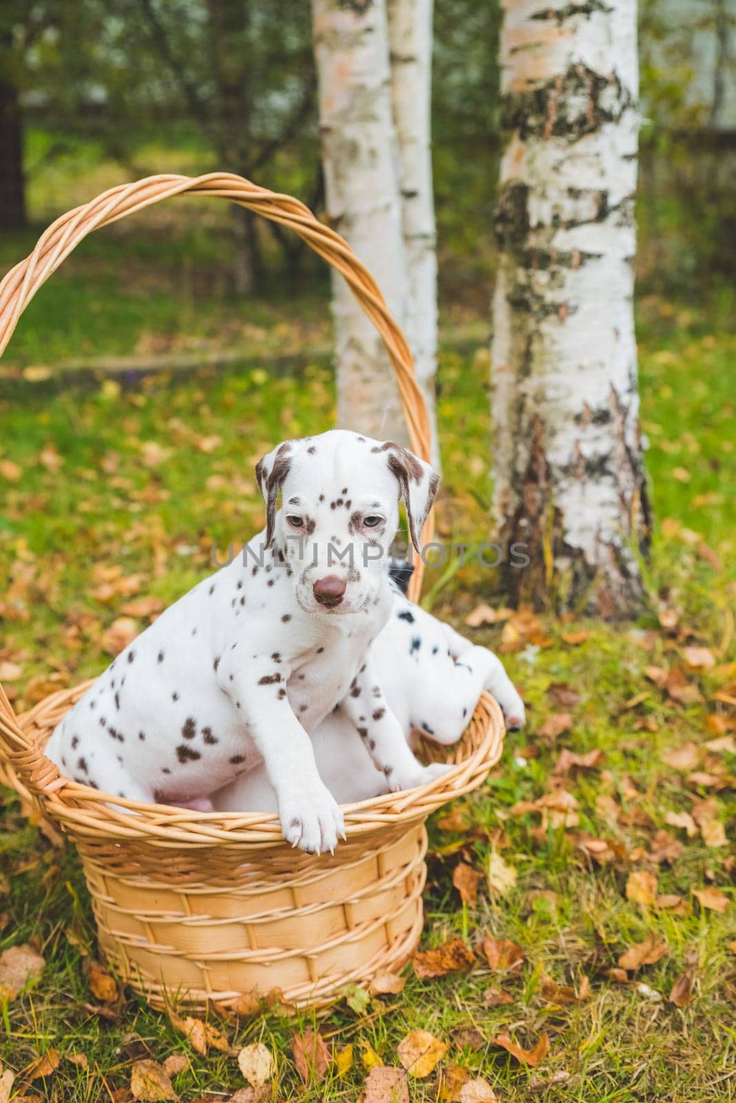 Two dalmatian puppies playing, in wicker basket.