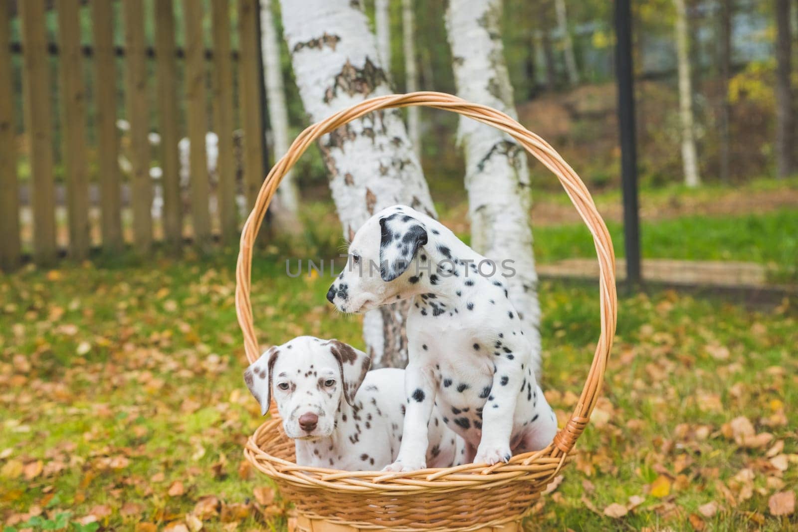 Dalmatian puppies playing on a meadow