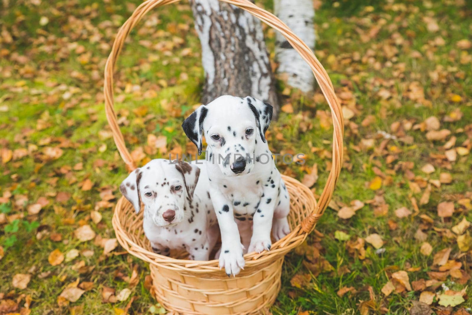 Dalmatian puppies playing on a meadow