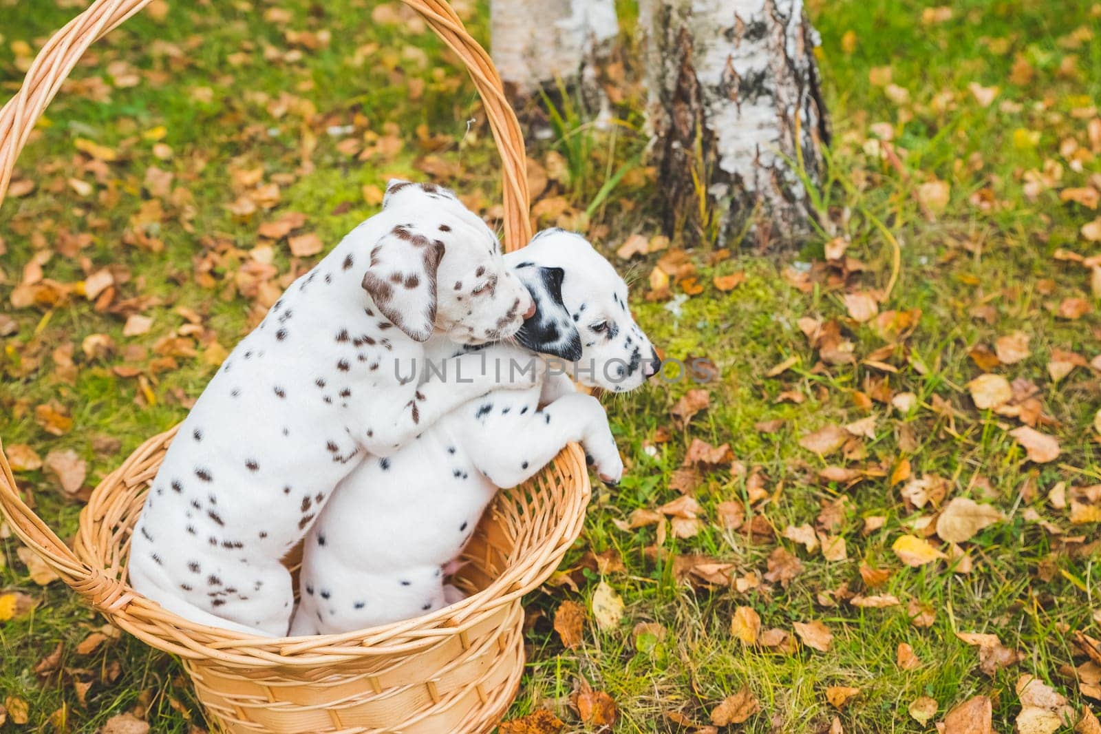 Dalmatian puppies playing on a meadow