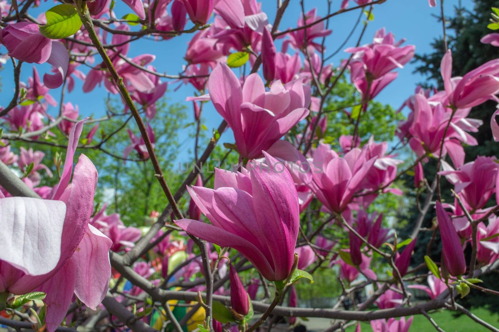 Gentle pink Magnolia soulangeana Flower on a twig blooming against clear blue sky at spring