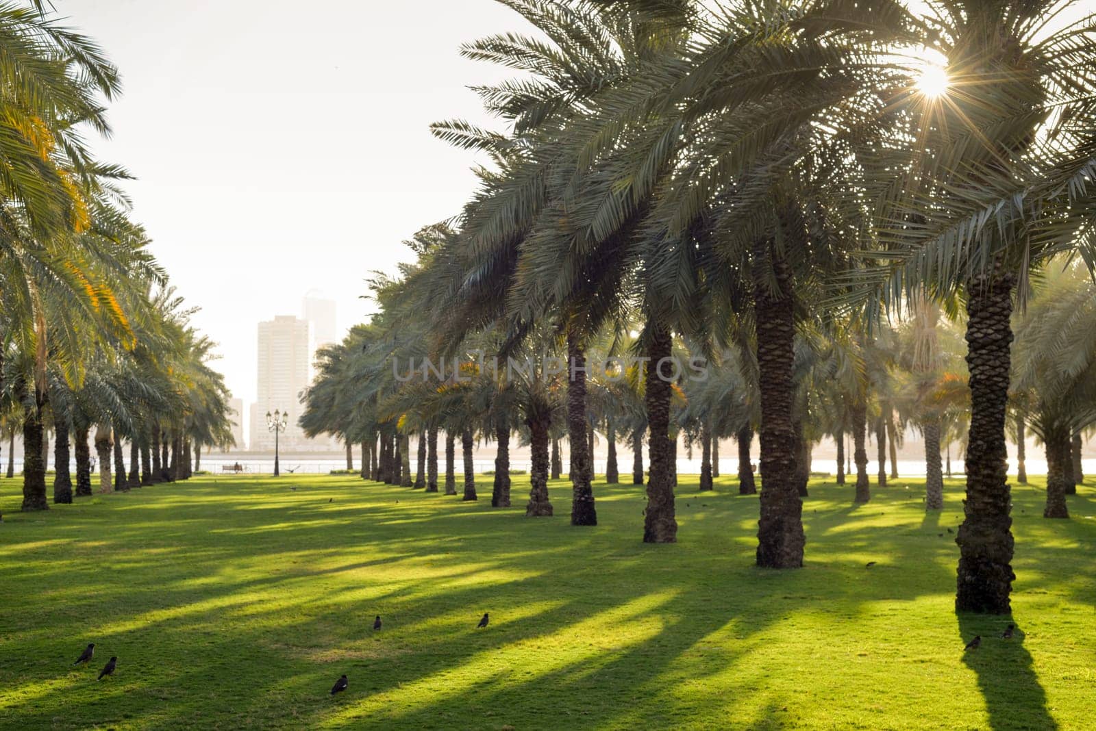 Palm Trees Garden in Sharjah, UAE. Which is located on Sharjah Corniche. High-rise buildings overlook the sea and the palm garden. by Ekaterina34