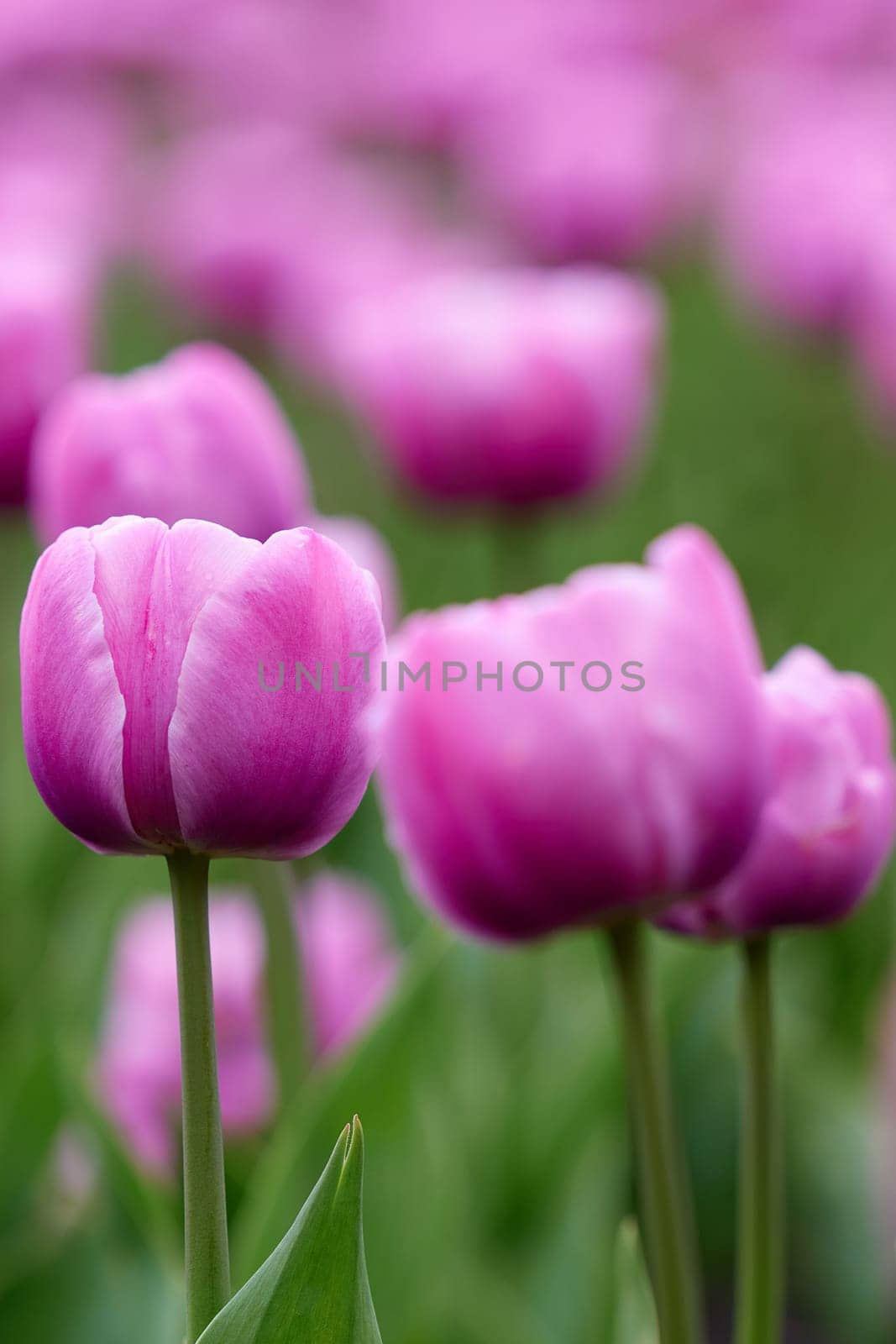 Beautiful bright colorful pink Spring pink tulips. Field of tulips. Tulip flowers blooming in the garden. Panning over many tulips in a field in spring. Colorful field of flowers in nature by EvgeniyQW