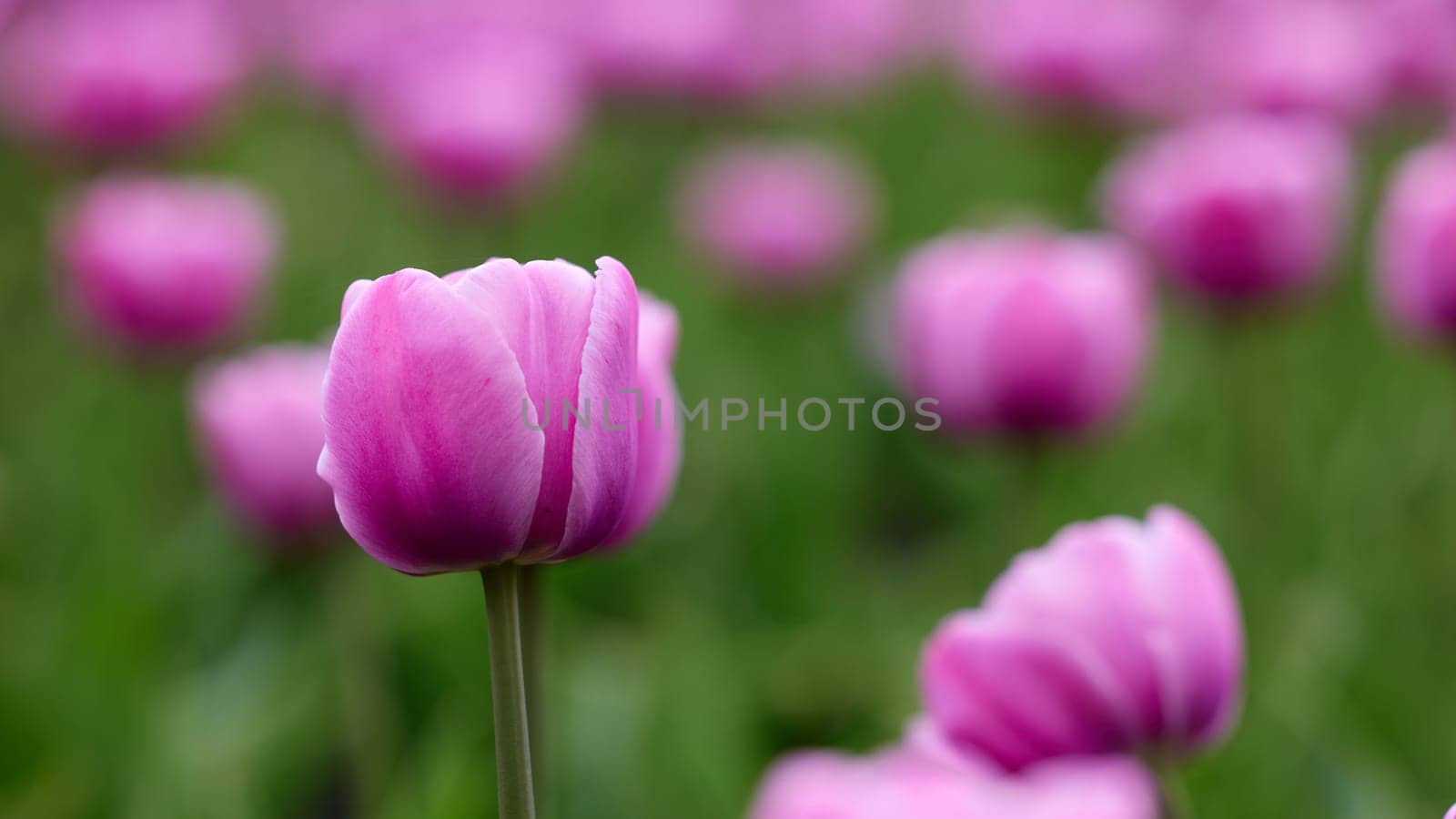 Beautiful bright colorful pink Spring pink tulips. Field of tulips. Tulip flowers blooming in the garden. Panning over many tulips in a field in spring. Colorful field of flowers in nature.