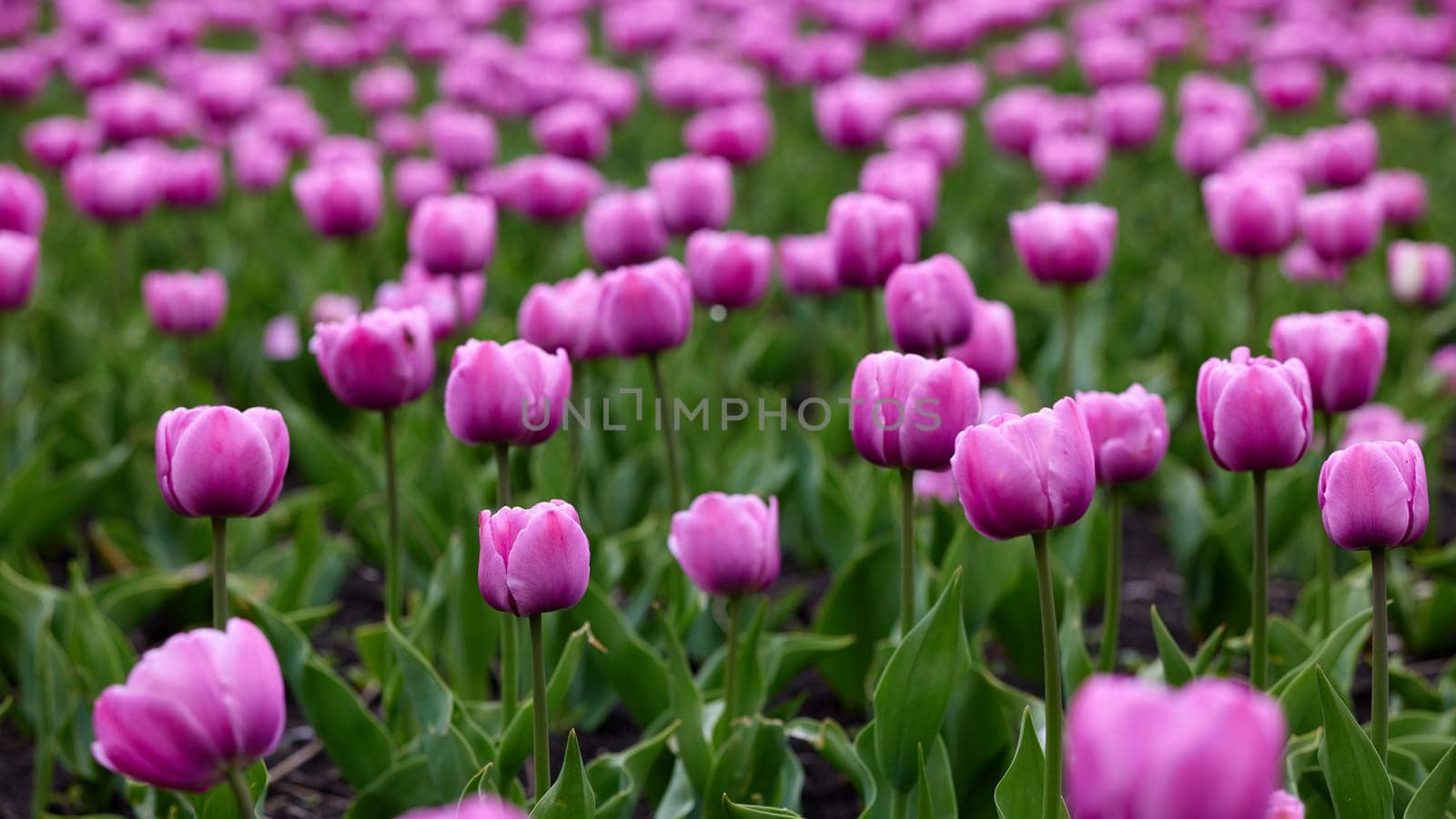 Beautiful bright colorful pink Spring pink tulips. Field of tulips. Tulip flowers blooming in the garden. Panning over many tulips in a field in spring. Colorful field of flowers in nature.