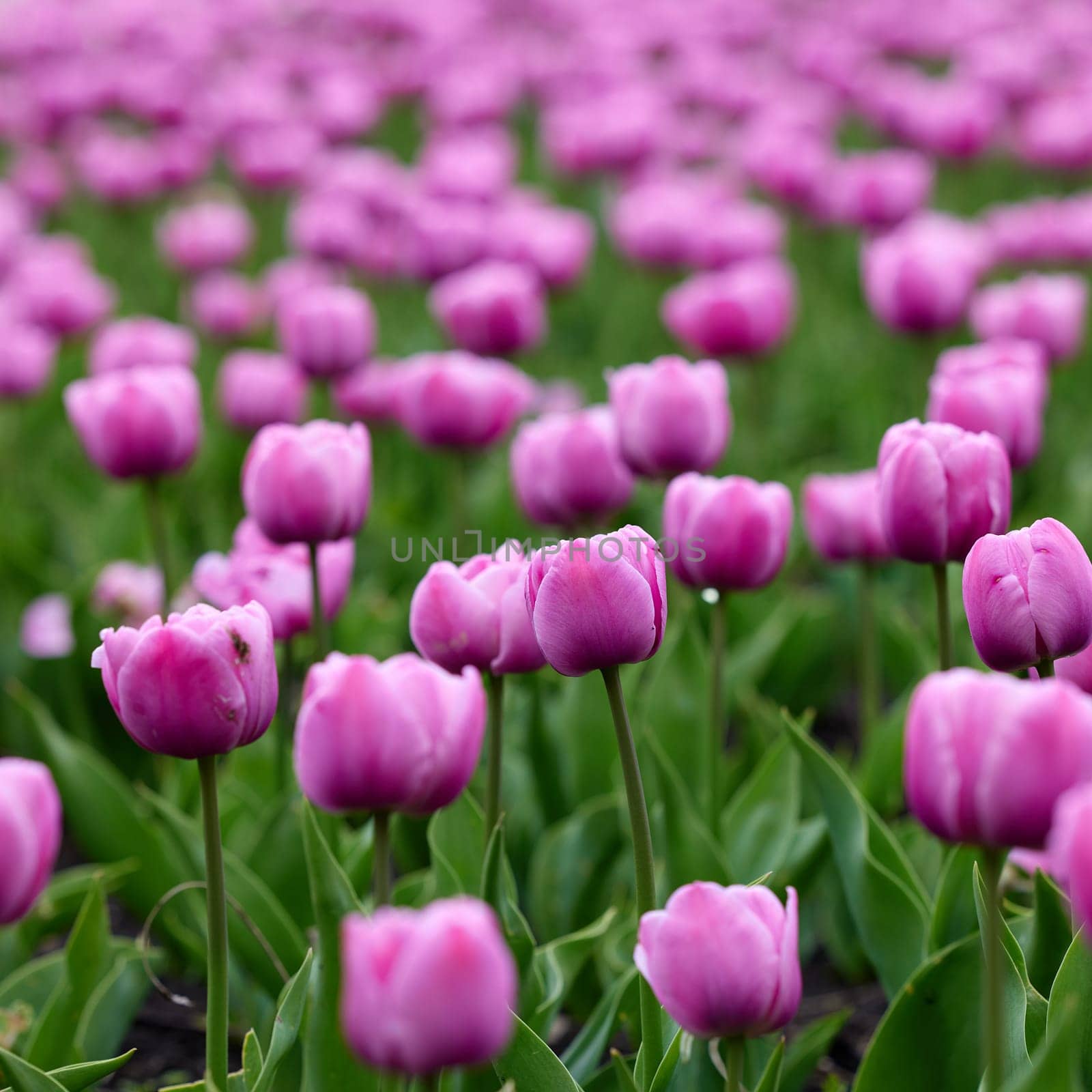 Beautiful bright colorful pink Spring pink tulips. Field of tulips. Tulip flowers blooming in the garden. Panning over many tulips in a field in spring. Colorful field of flowers in nature.