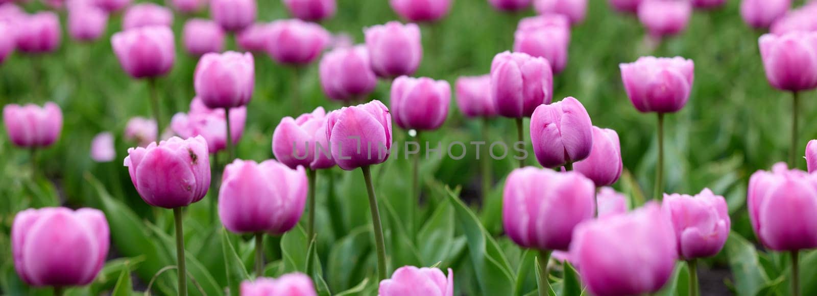 Beautiful bright colorful pink Spring pink tulips. Field of tulips. Tulip flowers blooming in the garden. Panning over many tulips in a field in spring. Colorful field of flowers in nature.