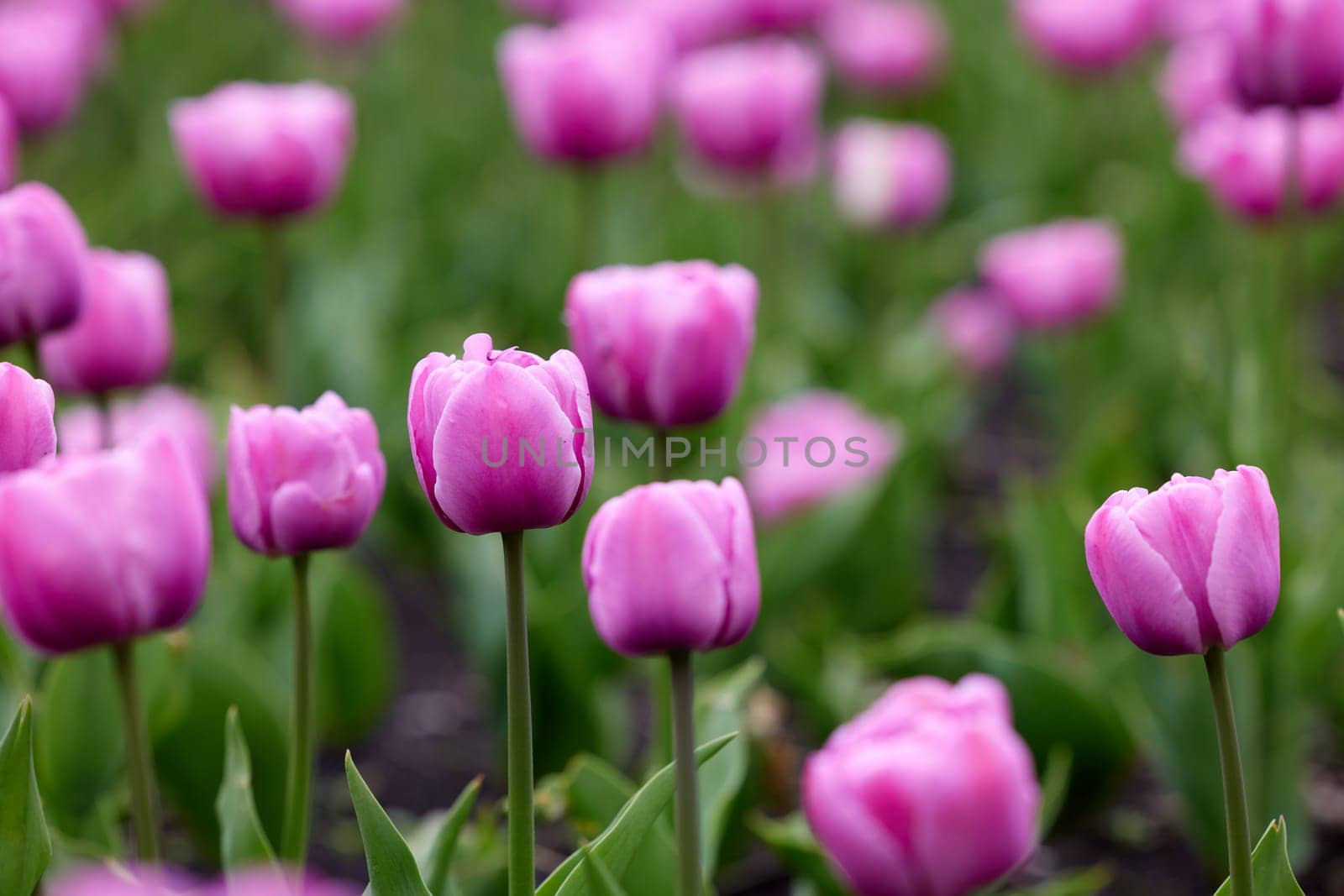 Beautiful bright colorful pink Spring pink tulips. Field of tulips. Tulip flowers blooming in the garden. Panning over many tulips in a field in spring. Colorful field of flowers in nature.