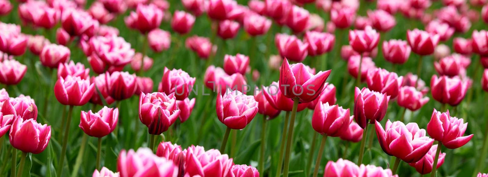 Beautiful bright colorful Spring tulips. Field of tulips. Tulip flowers blooming in the garden. Panning over many tulips in a field in spring. Colorful field of flowers in nature. by EvgeniyQW