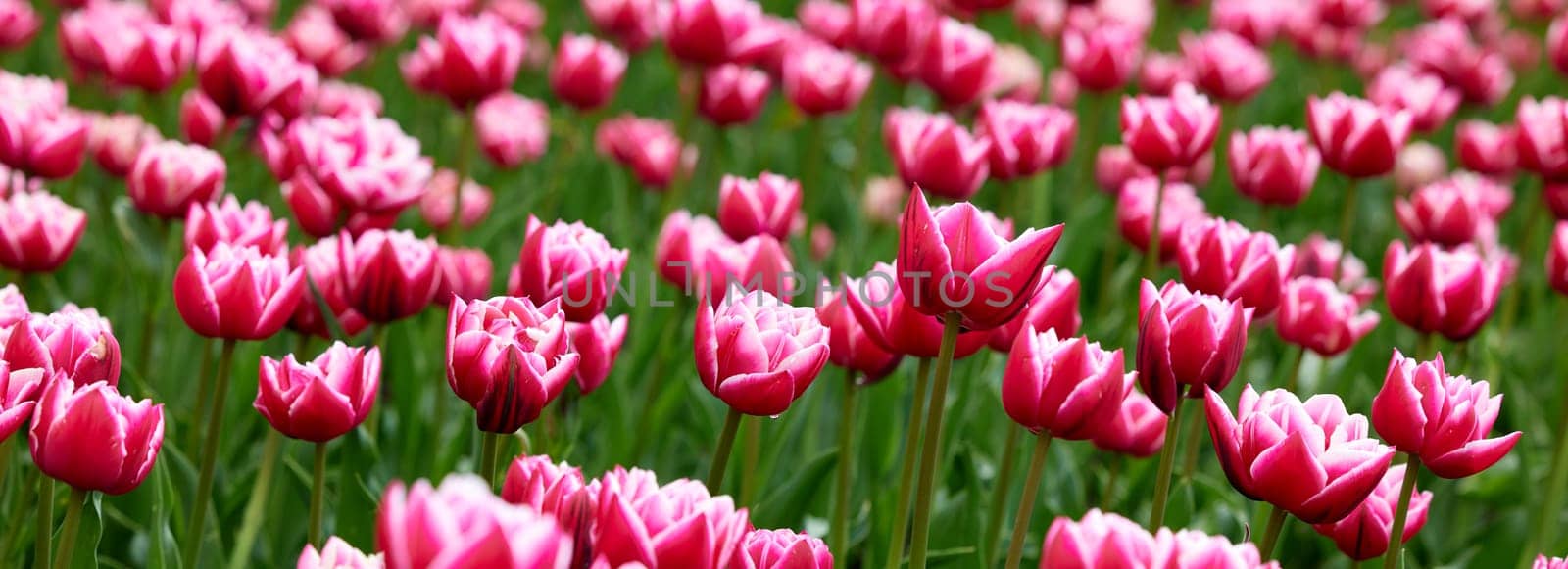 Beautiful bright colorful Spring tulips. Field of tulips. Tulip flowers blooming in the garden. Panning over many tulips in a field in spring. Colorful field of flowers in nature.