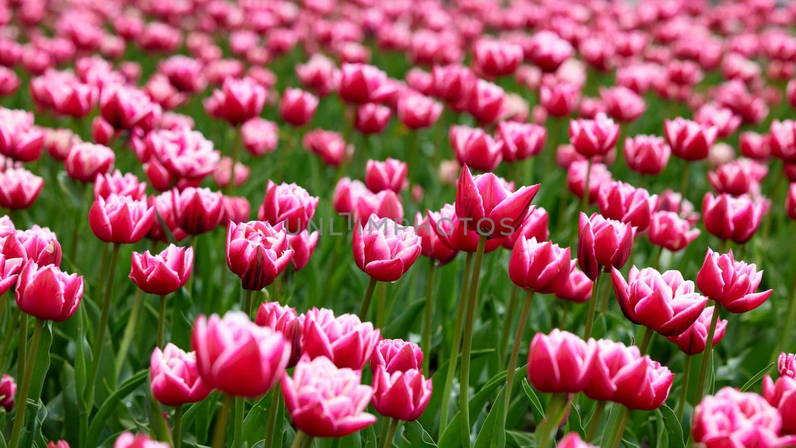 Beautiful bright colorful Spring tulips. Field of tulips. Tulip flowers blooming in the garden. Panning over many tulips in a field in spring. Colorful field of flowers in nature.