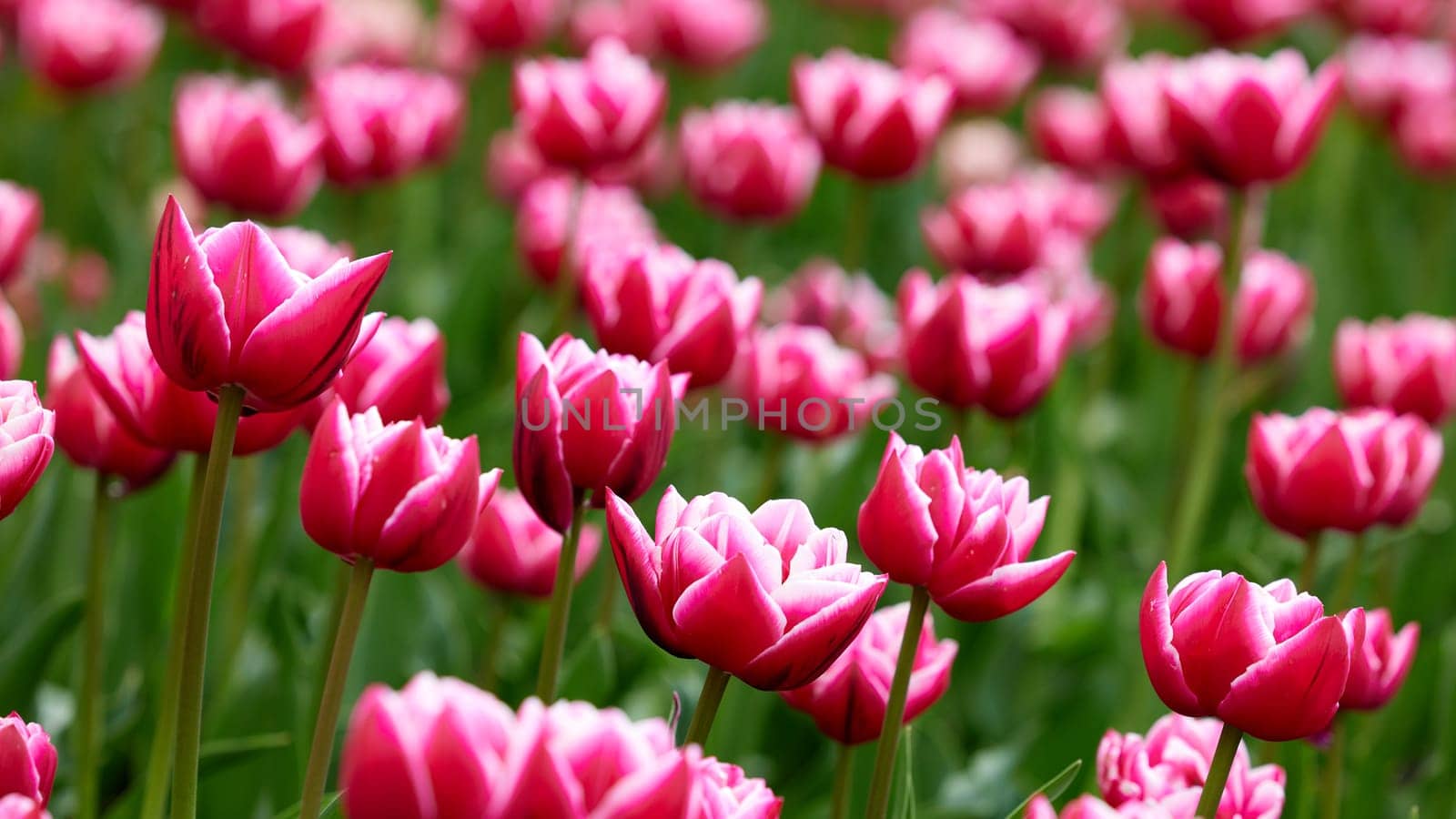 Beautiful bright colorful Spring tulips. Field of tulips. Tulip flowers blooming in the garden. Panning over many tulips in a field in spring. Colorful field of flowers in nature.