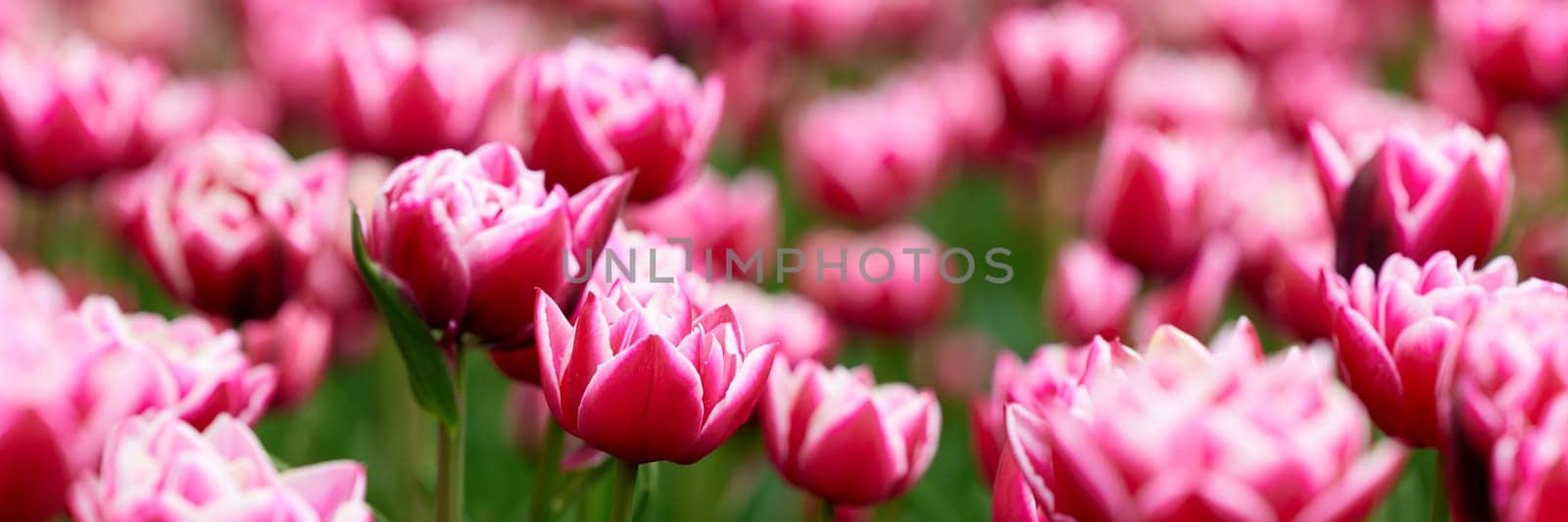 Beautiful bright colorful Spring tulips. Field of tulips. Tulip flowers blooming in the garden. Panning over many tulips in a field in spring. Colorful field of flowers in nature.