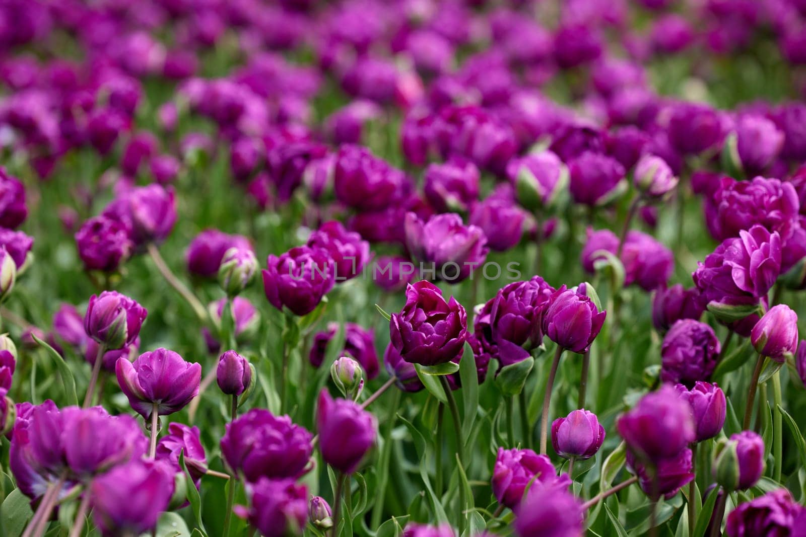 Beautiful bright colorful purple Spring tulips. Field of tulips. Tulip flowers blooming in the garden. Panning over many tulips in a field in spring. Colorful field of flowers in nature.