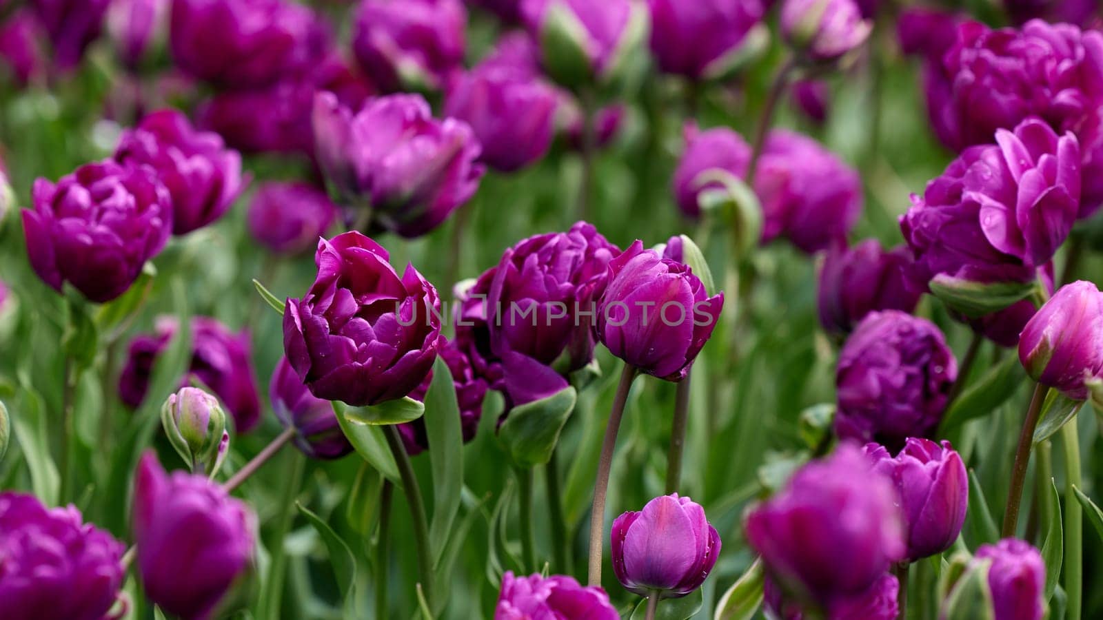 Beautiful bright colorful purple Spring tulips. Field of tulips. Tulip flowers blooming in the garden. Panning over many tulips in a field in spring. Colorful field of flowers in nature.