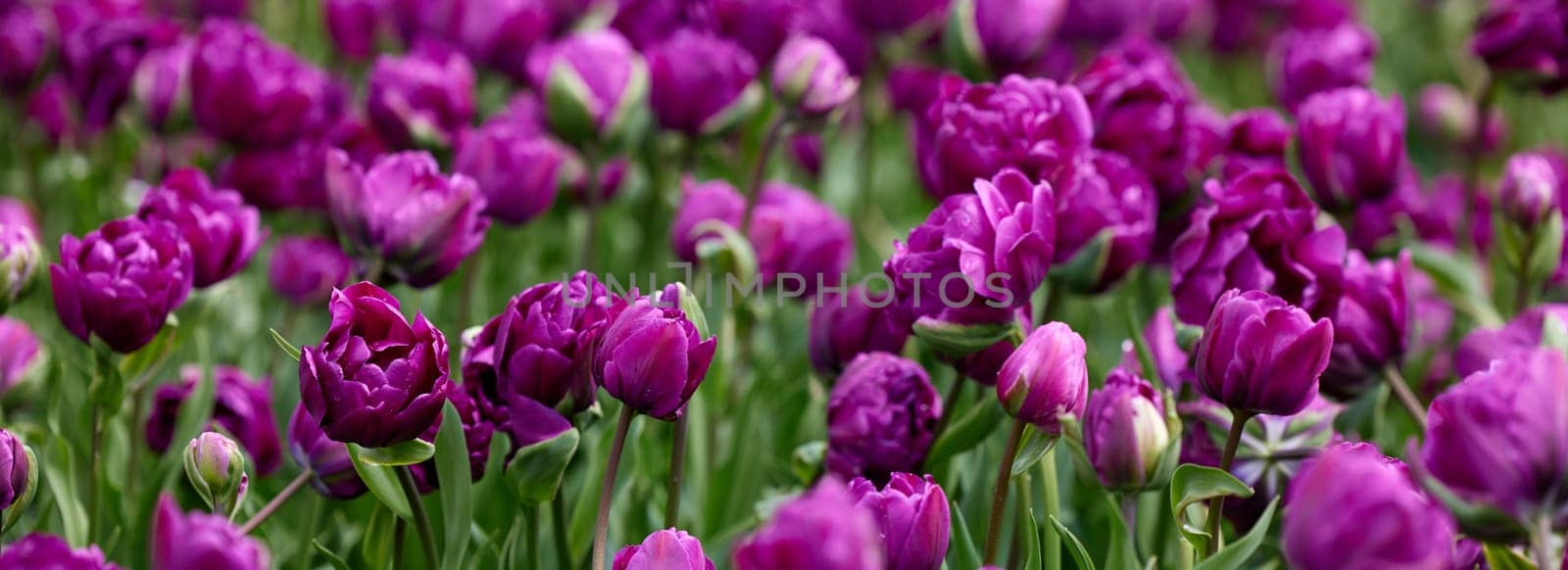 Beautiful bright colorful purple Spring tulips. Field of tulips. Tulip flowers blooming in the garden. Panning over many tulips in a field in spring. Colorful field of flowers in nature.