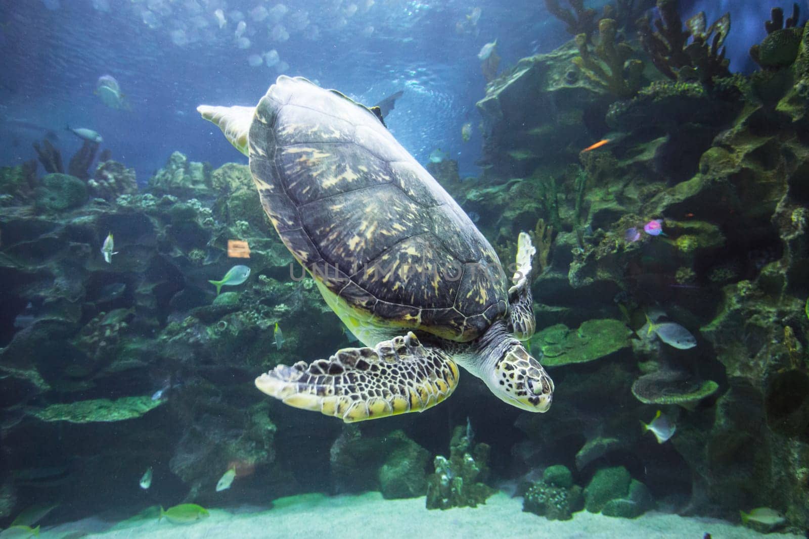 Underwater view of swimming turtle and small fish