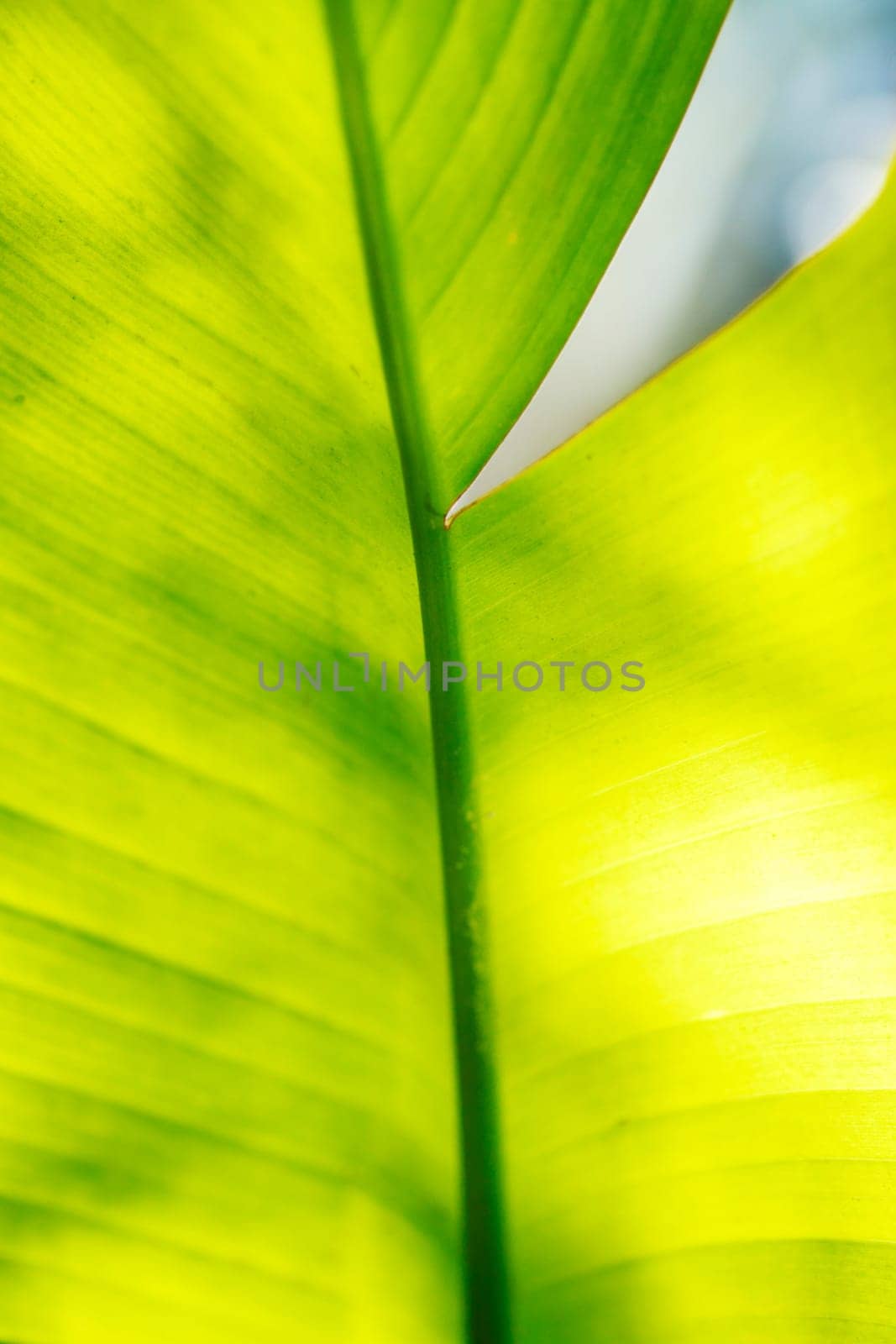 Banana palm tree leaf in sunlight close-up