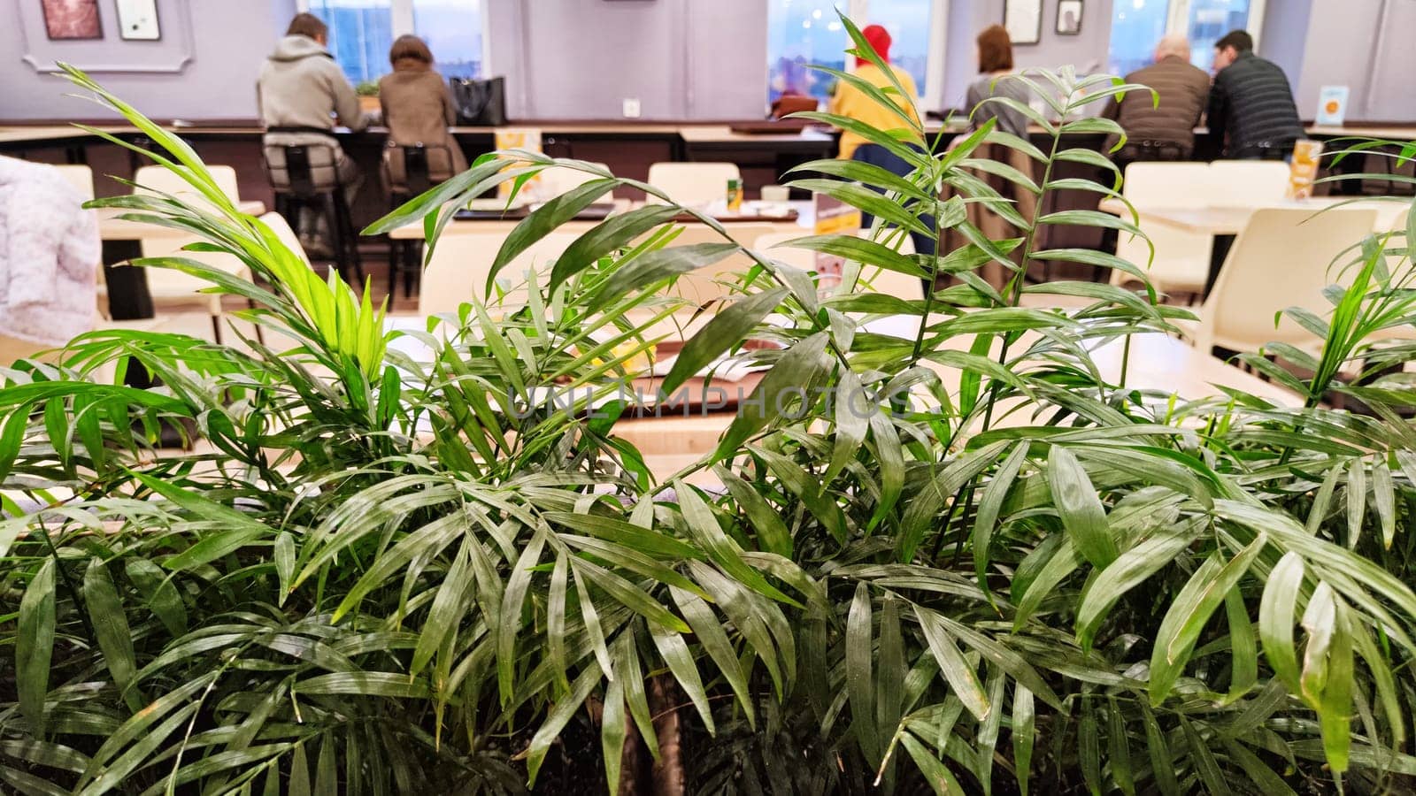 Green plant with palm leaves in the foreground in a cafe or restaurant with blurred tables and people in the background. The concept of delicious food in a building with a beautiful design