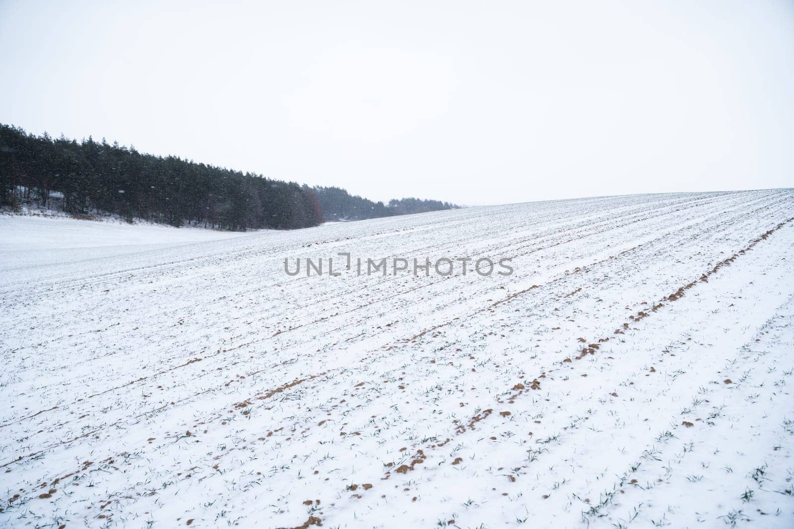 Sprouts of winter wheat on a agricultural field. Snow-covered green field of winter wheat. Green wheat covered by snow