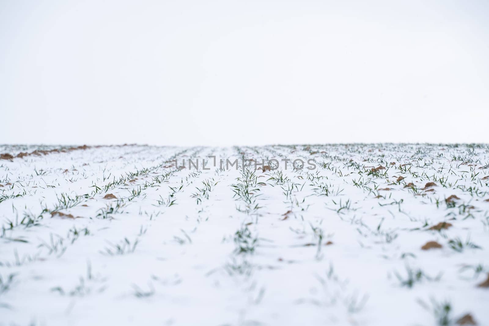 Wheat field covered with snow in winter season. Growing grain crops in a cold season. Agriculture process with a crop cultures